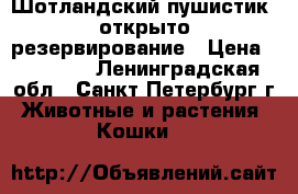 Шотландский пушистик, открыто резервирование › Цена ­ 30 000 - Ленинградская обл., Санкт-Петербург г. Животные и растения » Кошки   